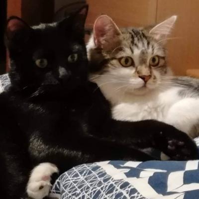 2 Katzen suchen ein neues Zuhause - thumb