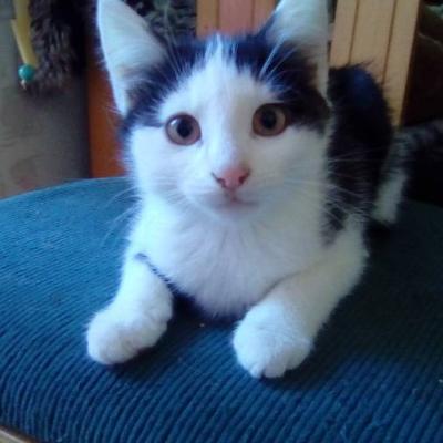 Kleine Katzen zu vergeben - thumb