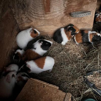 Meerschweinchen - thumb