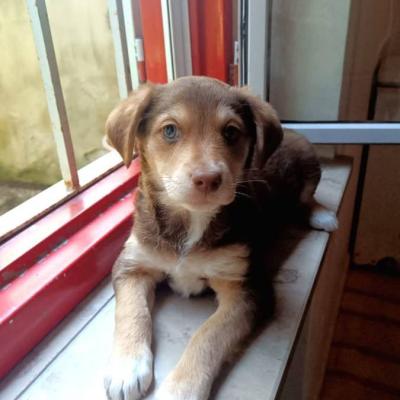 Hundewelpen - thumb