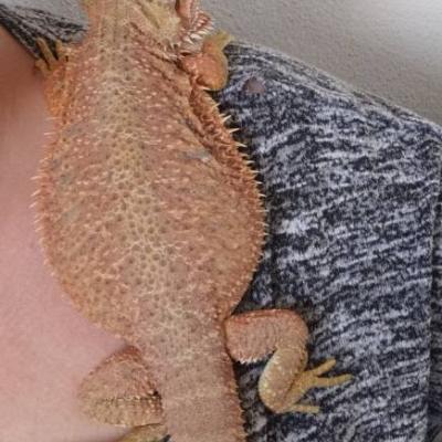 Weiblicher Bartagame - thumb