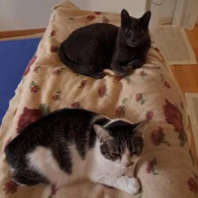 2 Katzen zu vergeben - thumb