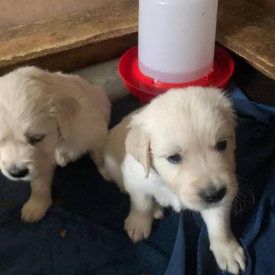 Reinrassige Golden Retriever Welpen mit Stammbaum - thumb