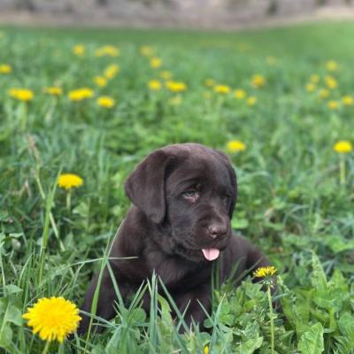 Schokobraune Labrador-Welpen mit Stammbaum zu verkaufen - thumb