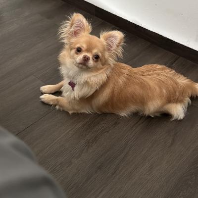Chihuahua Mädchen reinrassig - thumb