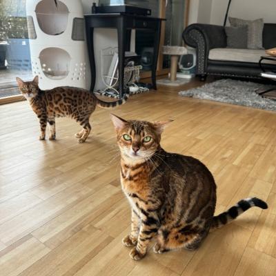 2 Bengalkatzen zu verschenken - thumb
