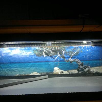 Terrarium/ Aquarium "Terratlantis" - thumb
