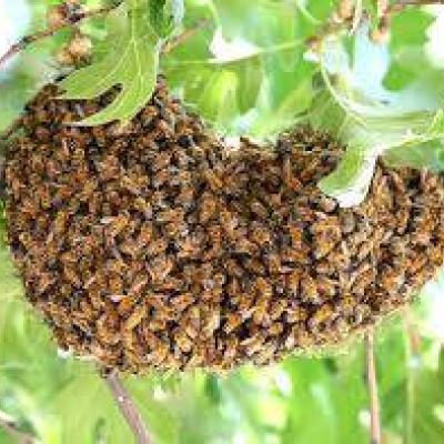BIENENSCHWARM gesucht Raum  UNTERES Pustertal, Eisacktal - thumb