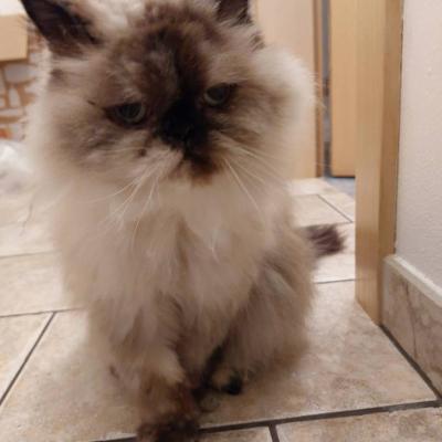 2 Perserkatzen umständehalber zu verschenken! Weiblich 17 und 18 Jahre - thumb