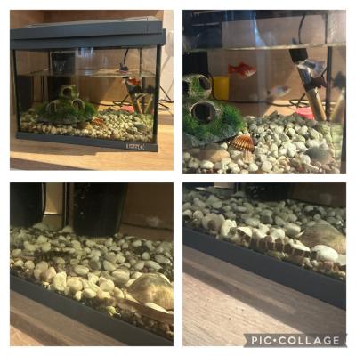 Aquarium zu verschenken - thumb