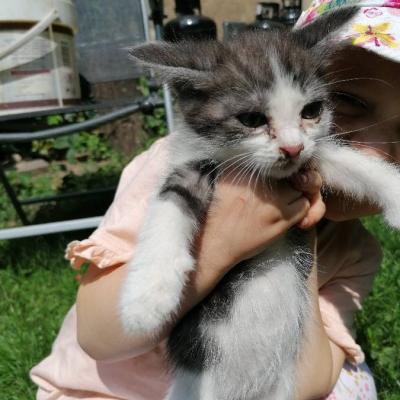 Verschenke süße Babykatze - thumb
