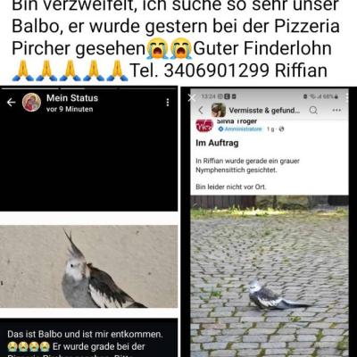 Suche meinen Nymphensittich Balbo, er ist in Riffian entflogen - thumb
