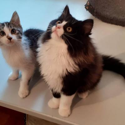 2 junge Katzen - thumb