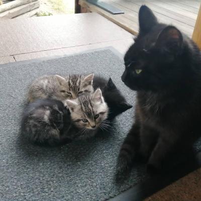 Katzenfamilie - thumb