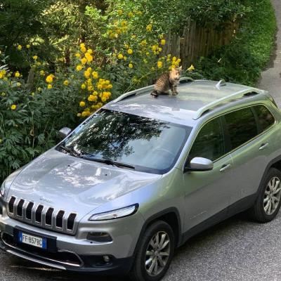 JEEP Cherokee limited zu verkaufen - thumb