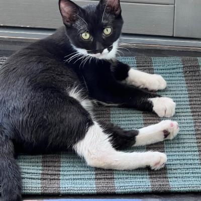 5 Monate alter kleiner Kater sucht nettes Zuhause - thumb