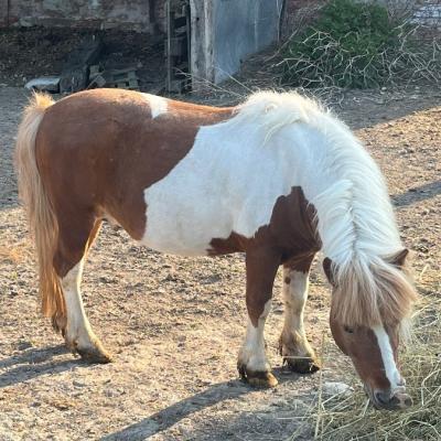 Ponyhengst - thumb