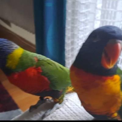 Suche Regenbogenlori, männlich Raum Eisaktal - thumb
