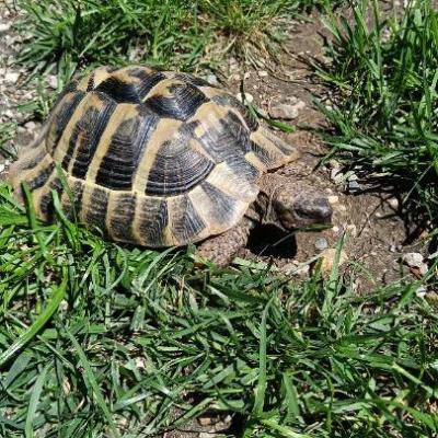 griechische Landschildkröte - thumb