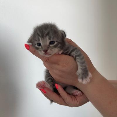 Norwegische Waldkatzenkitten mit Stammbaum - thumb