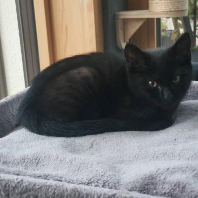 Babykatze sucht liebes Zuhause - thumb