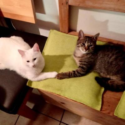 Geschwister Kater - thumb
