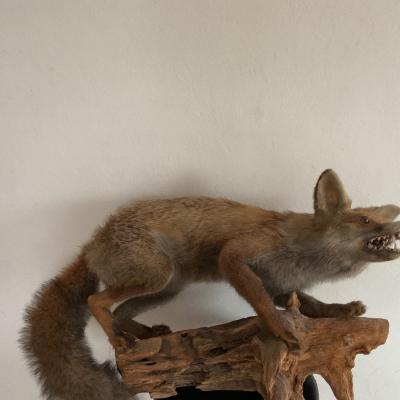 Ausgestopfter Fuchs - thumb