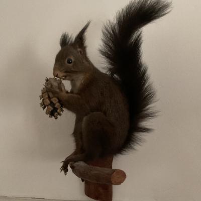 Eichhörnchen - thumb