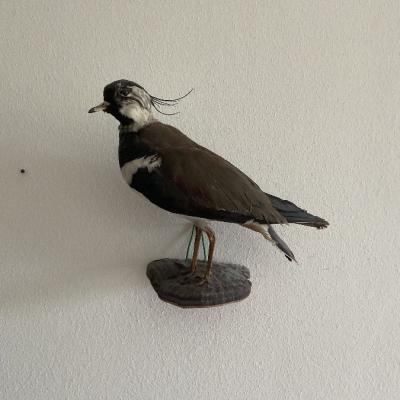 Präparierter Vogel - thumb