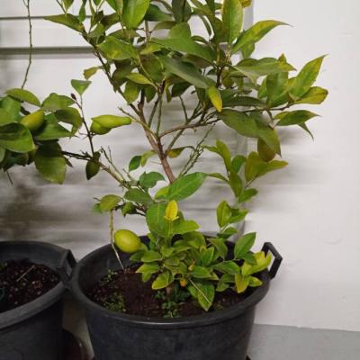 Zitronenbaum zu verkaufen - thumb