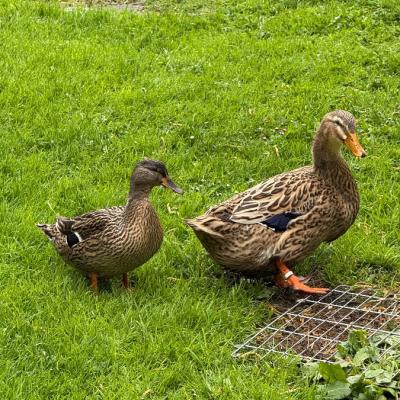 Enten zu verschenken - thumb