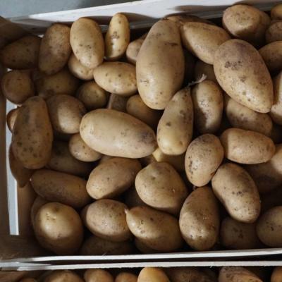 Verkaufe Kartoffeln / vendo patate - thumb
