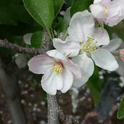 biete Obstwiese - thumb
