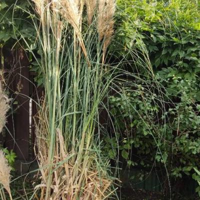 Erba della Pampas (Cortaderia selloana) - thumb