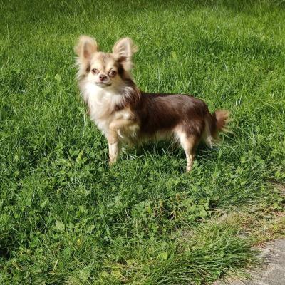 Reinrassige Chihuahuas wegen Hundezuchtauflösung zu verkaufen - thumb