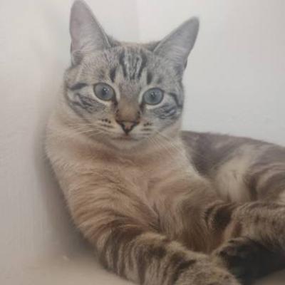 Katze zu vergeben - thumb