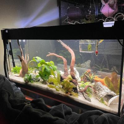 180 L Aquarium mit Unterschrank & Außenfilter – kompletter Besatz - thumb