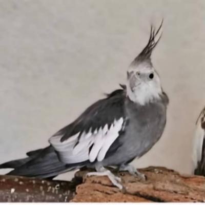 Nymphensittichhahn Grau weiss - thumb