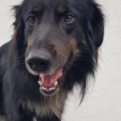 Mischlingshund abzugeben - thumb