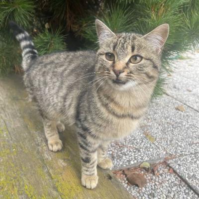 Mäusefänger zu verschenken - thumb