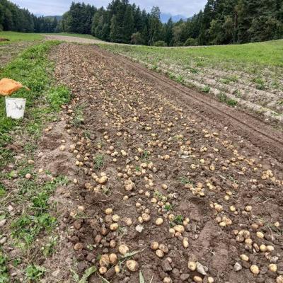 Bio Kartoffel - thumb