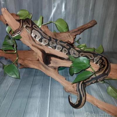 Königspython - thumb