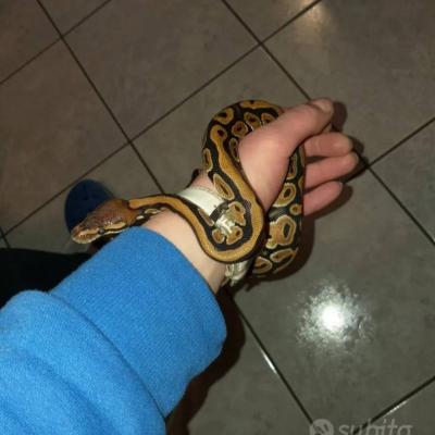 Königspython - thumb