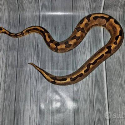 Königspython - thumb