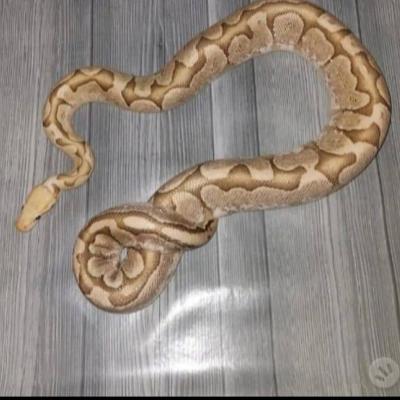 Königspython - thumb