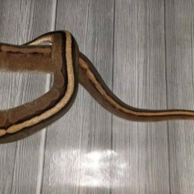 Königspython - thumb