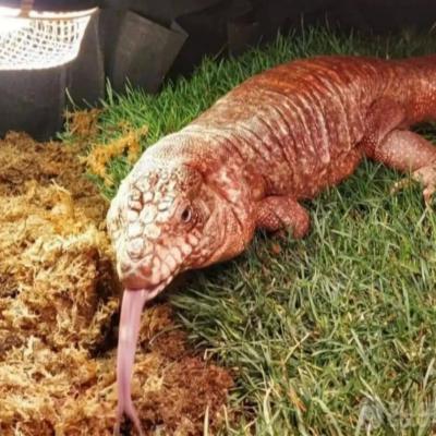 Tegu rot mit Cites - thumb