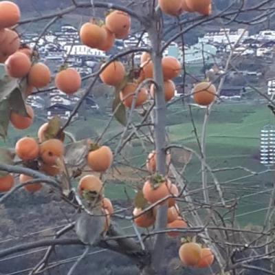 Kaki zu verkaufen - thumb