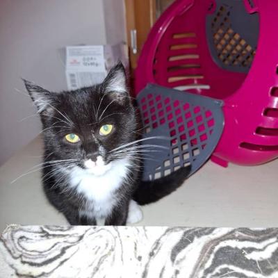 2 junge Kater - thumb