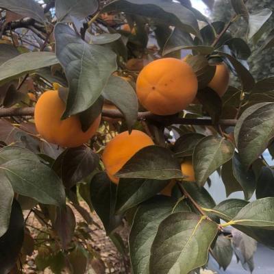 Kaki  und Kaki-Mela ausgezeichnete Qualität zu verkaufen - thumb